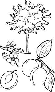 Абрикос