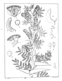 Acacia latronum