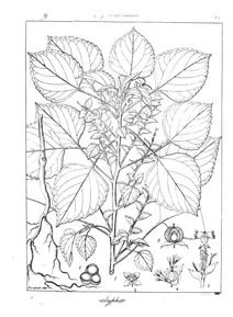 Acalypha indica
