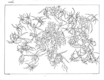 Acanthodium grossum
