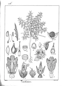 Acanthodium grossum nees