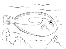 Acanthurus coeruleus