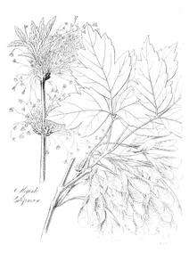 Acer negundo californicum