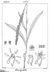 Aceras angustifolia