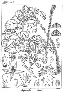 Achyranthes aspera