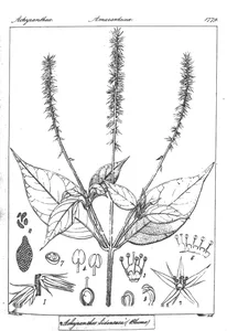 Achyranthes bidentata