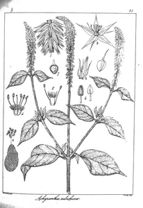 Achyranthes rubro fusca