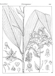 Aclisia indica