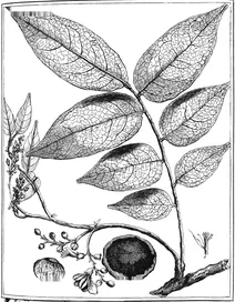 Acouroa violacea, 1775