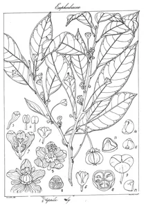 Actephila neilgherrensis