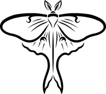 Actias luna