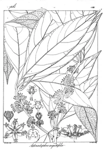 Actinodaphne angustifolia