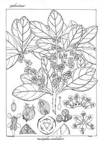 Actinodaphne molochina
