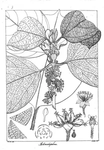 Actinodaphne speciosa