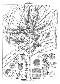 Adelia neriifolia