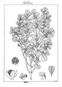 Adelia ritusa