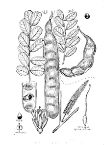 Adenanthera abrosperma і adenanthera abrosperma