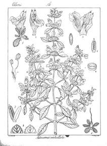 Adenosma verticillata