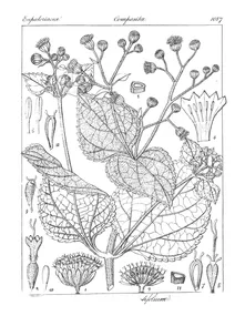 Adenostemma latifolium