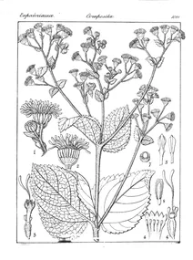 Adenostemma reticulatum