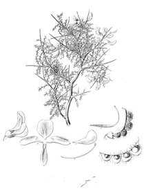 Adesmia microphylla