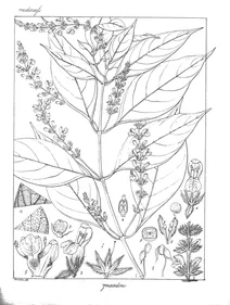 Adhatoda wynaadensis