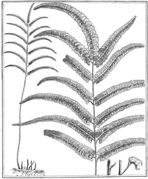Adiantum guianense, 1775