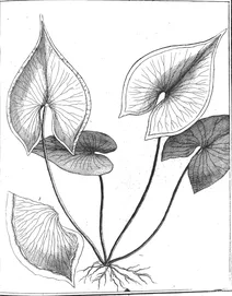 Adiantum sagittatum, 1775