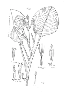 Aegialitis annulata