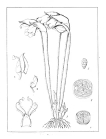 Aeginetia indica