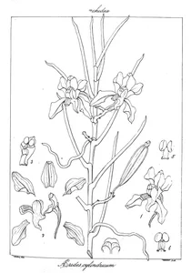 Aerides cylindricum