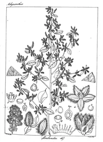 Aerva floribunda
