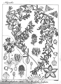 Aerva floribunda і pseudanthus brachiatus