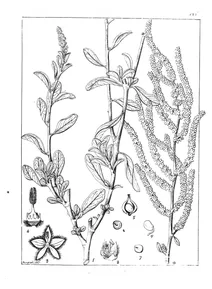 Aerva javanica