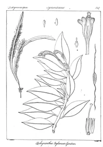 Aeschynanthus ceylanica