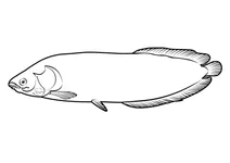 Африканська арована (heterotis niloticus)