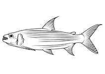 Африканська тигрова риба (hydrocynus vittatus)
