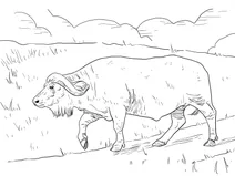 Африканський буйвіл