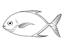 Африканський помпано (alectis ciliaris)