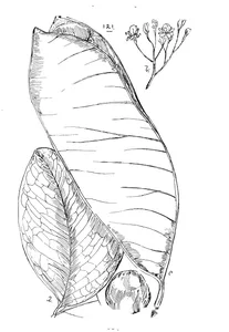 Afzelia australis