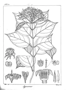 Aganosma blumii