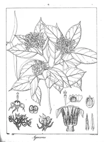 Aganosma doniana