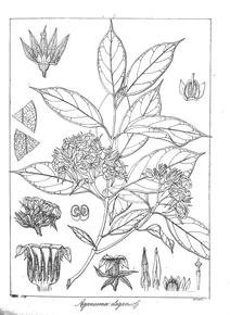 Aganosma elegans