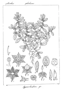 Agyneia bacciformis