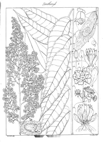Ailanthus malabarica