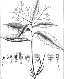 Aiouea guianensis, 1775