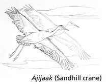 Ajijaak (журавель)