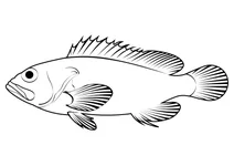 Акадський рифовий окунь (sebastes fasciatus)