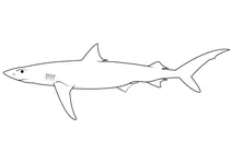 Акула блакитна (prionace glauca)