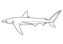 Акула бронзова (carcharhinus brachyurus)